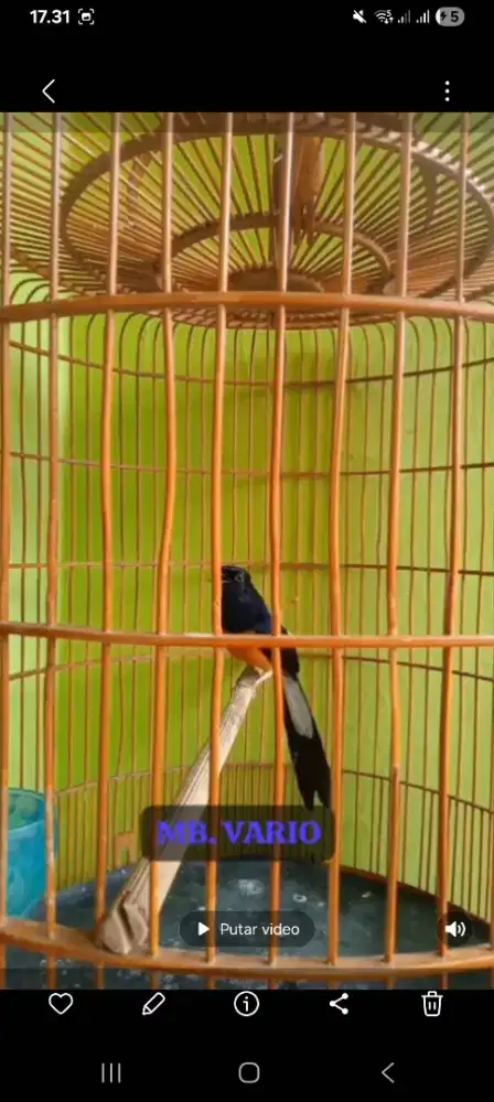 Murai batu muda medan non gembung