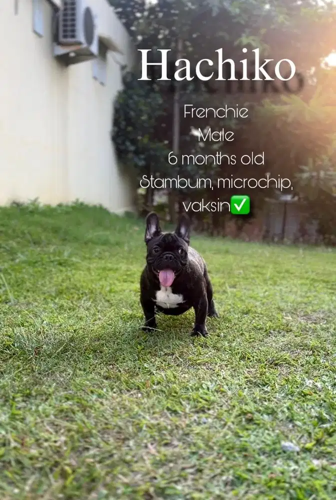 French bulldog jantan