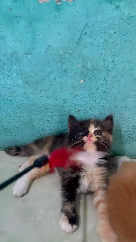 PERSIA GEMBROTT CALICO & OREN