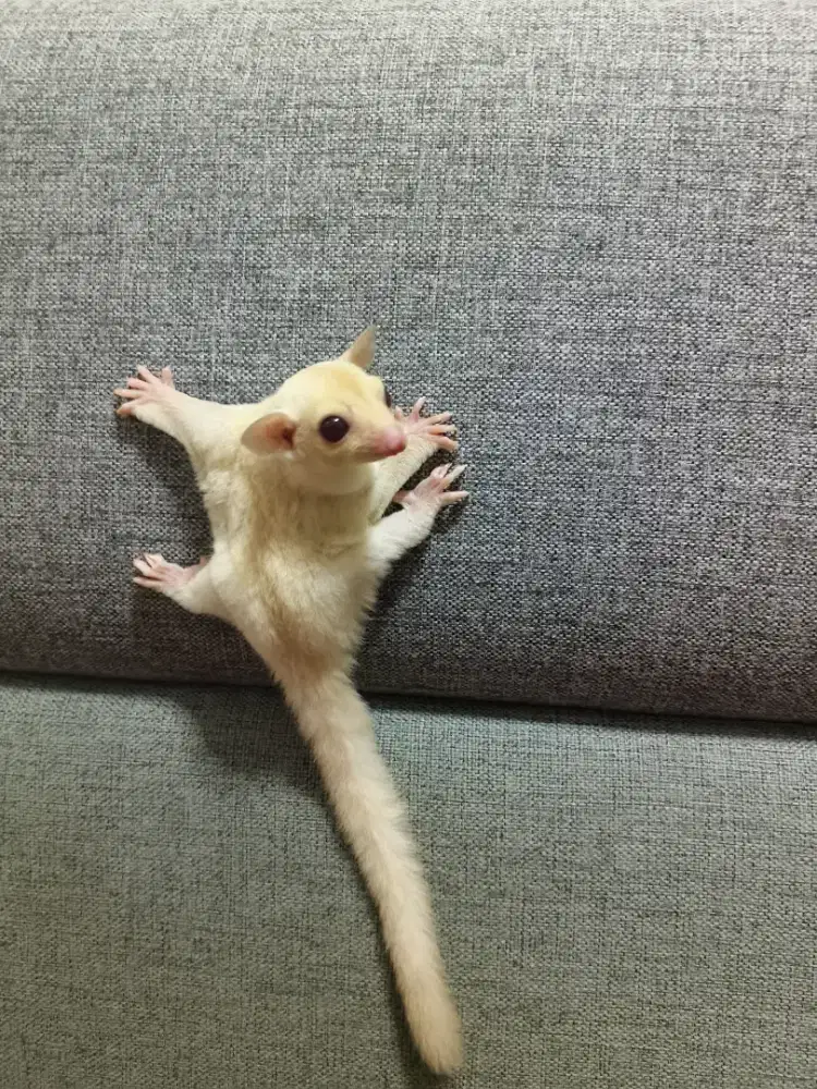 Joey Sugar glider Wf Creamino (jantan)