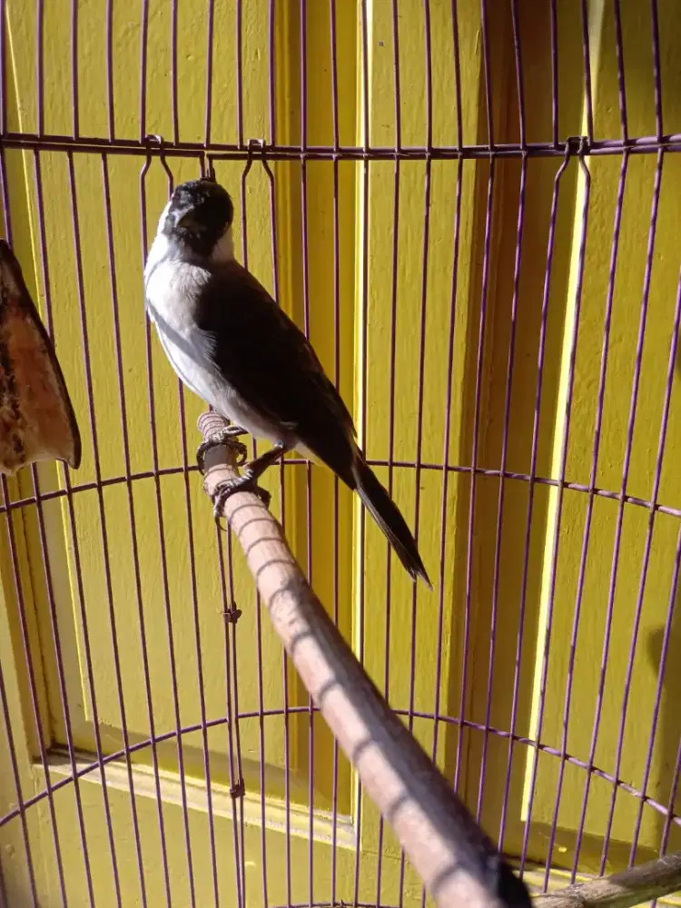 Burung kutilang betina