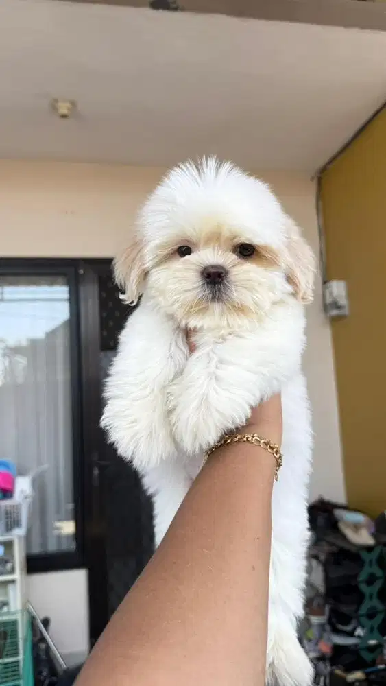 Shihtzu jantan stambum vaksin sitzu shitsu sitsu zitsu