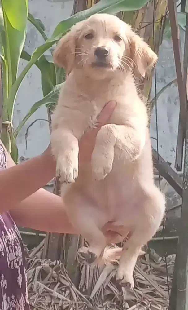 anjing puppy golden retriever