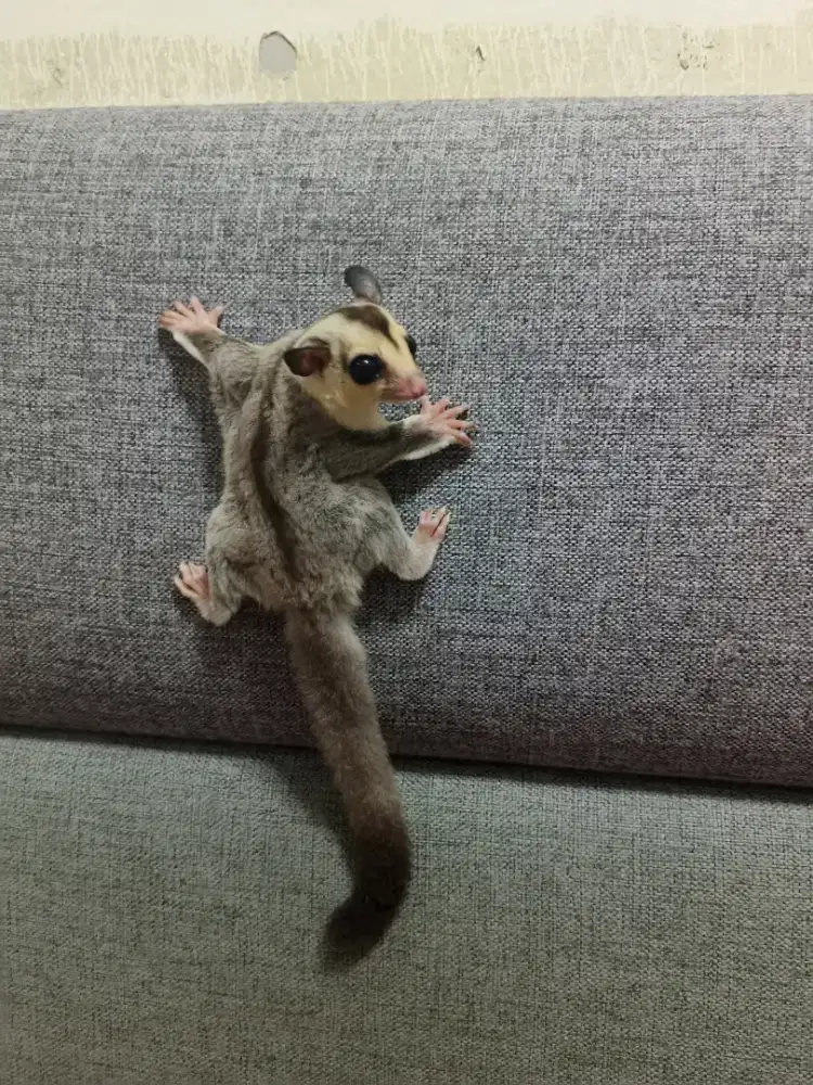 Joey sugar glider White face Ph cream (jantan)