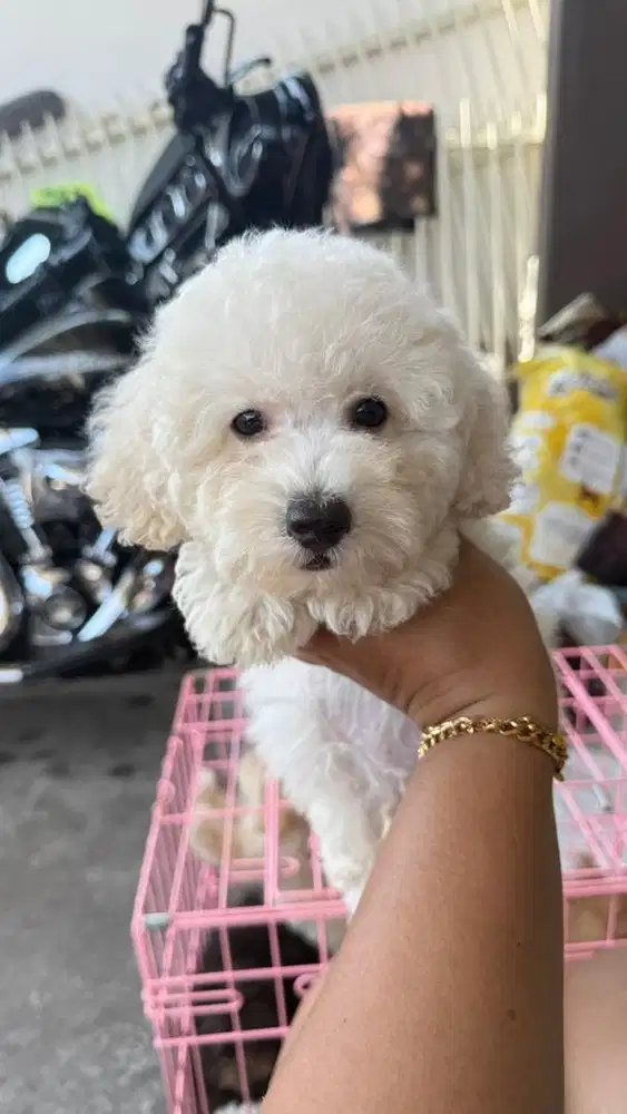 Poodle jantan stambum vaksin