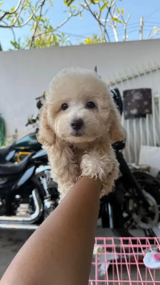 Poodle betina stambum vaksin