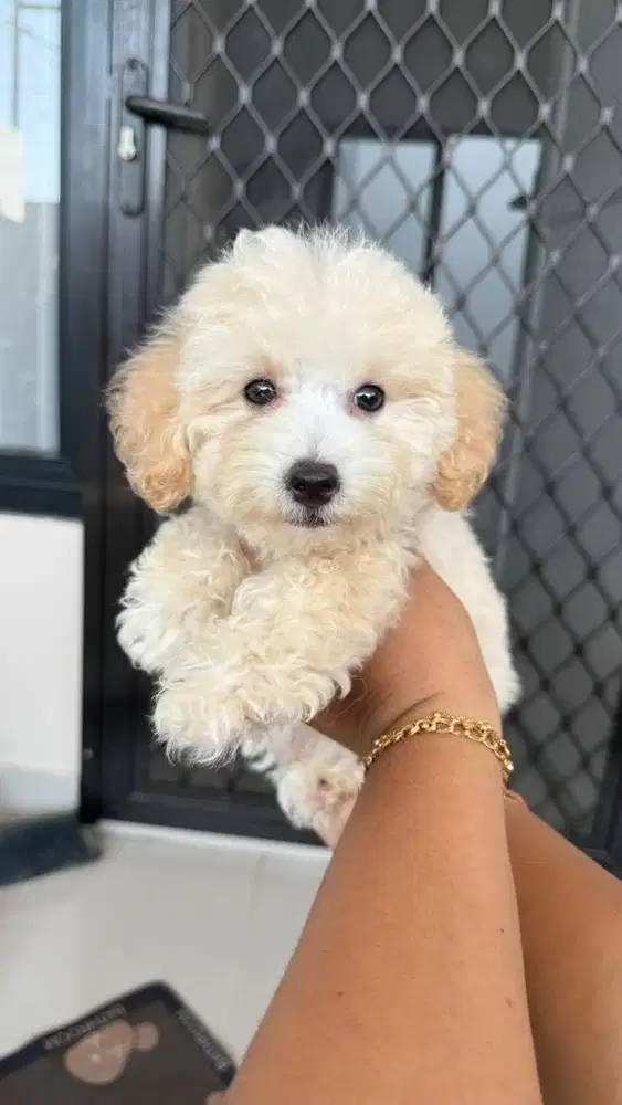 Poodle jantan stambum vksn
