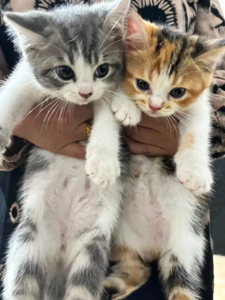 Lepas adopt anak kucing munchkin BSH NS