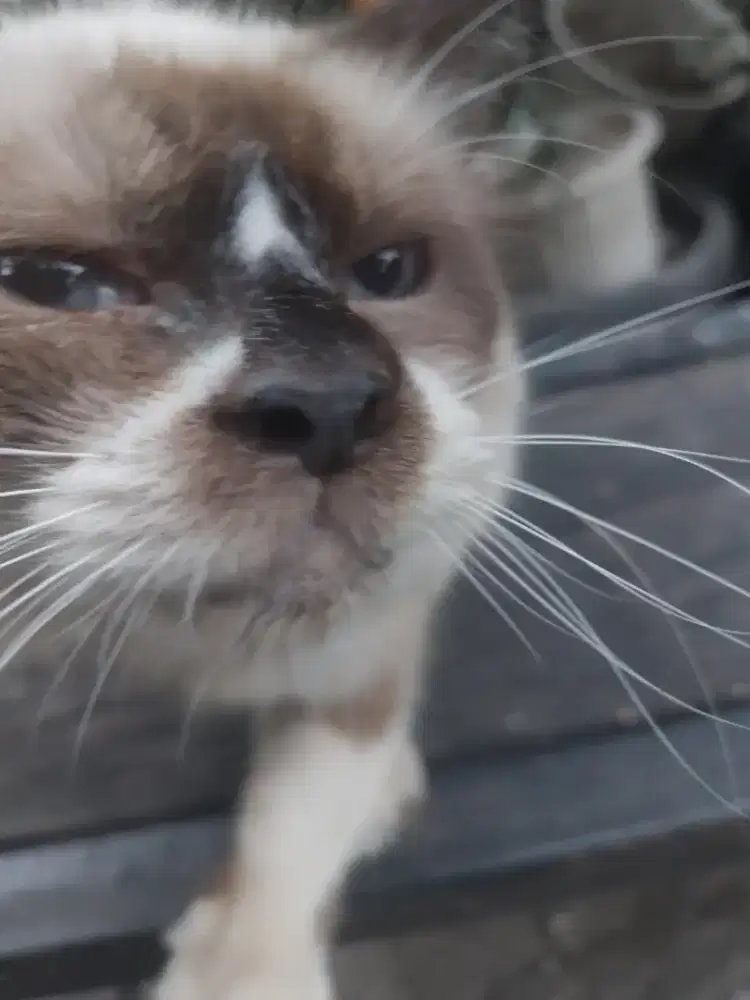 Jual Murah Kucing himalaya betina mata biru dan anaknya