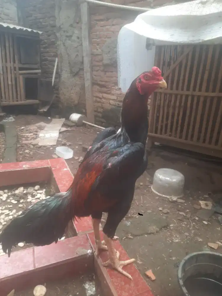 Ayam bangkok shamo eropa