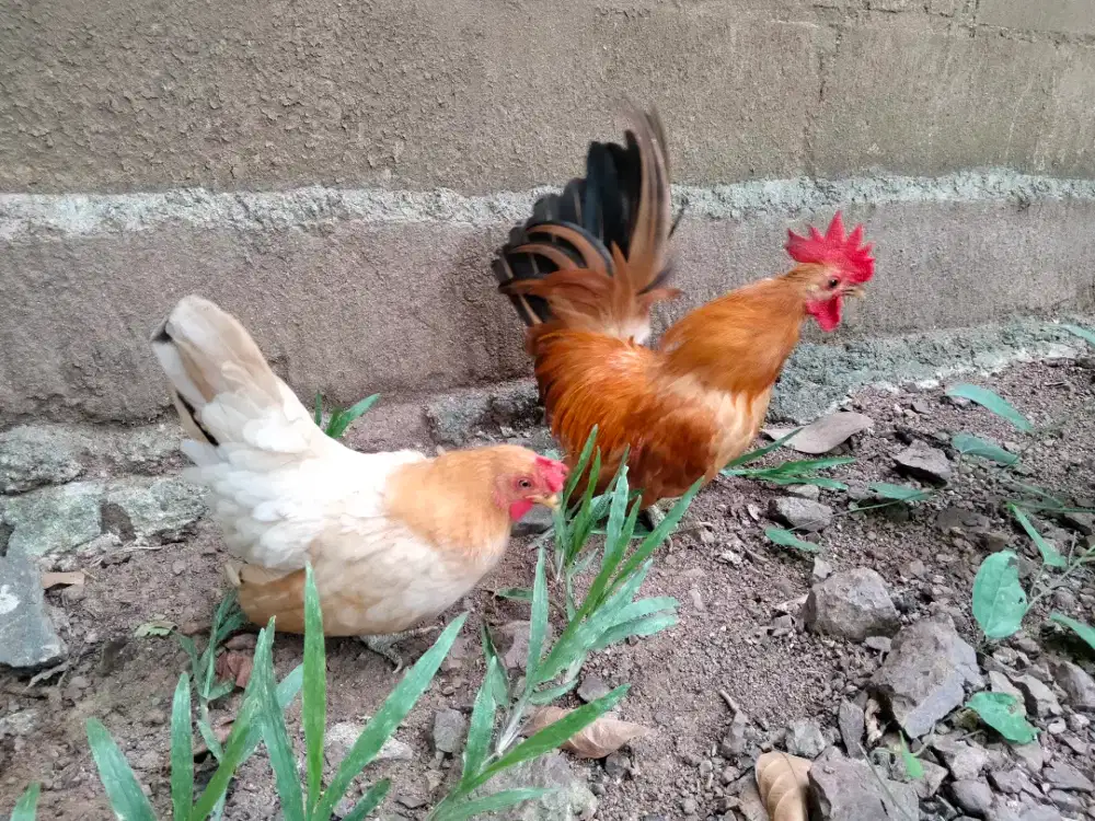 Ayam Kate cross chabo