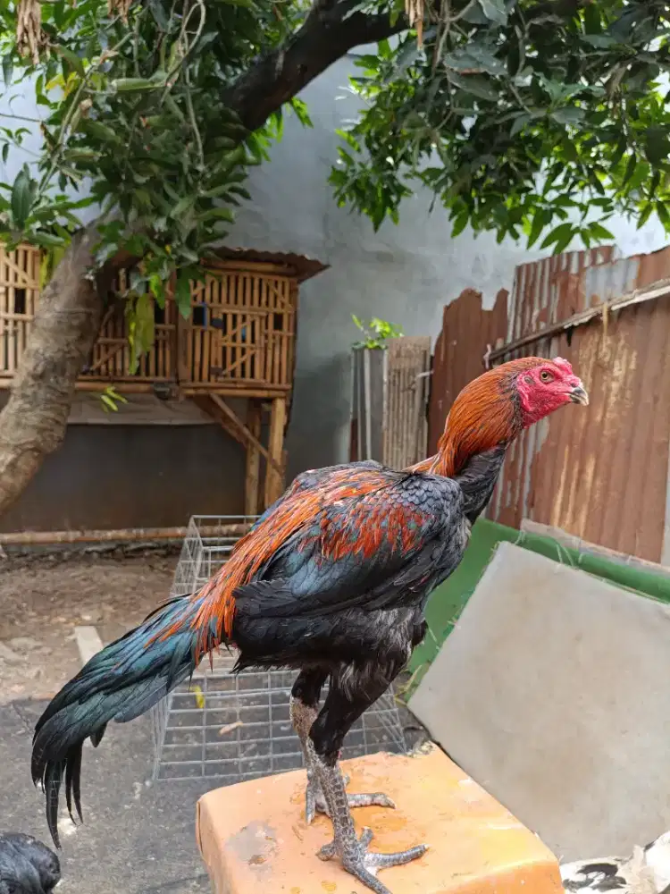 Ayam bangkok muda