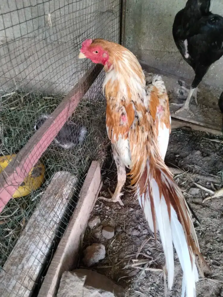 Ayam jantan ekor lidi
