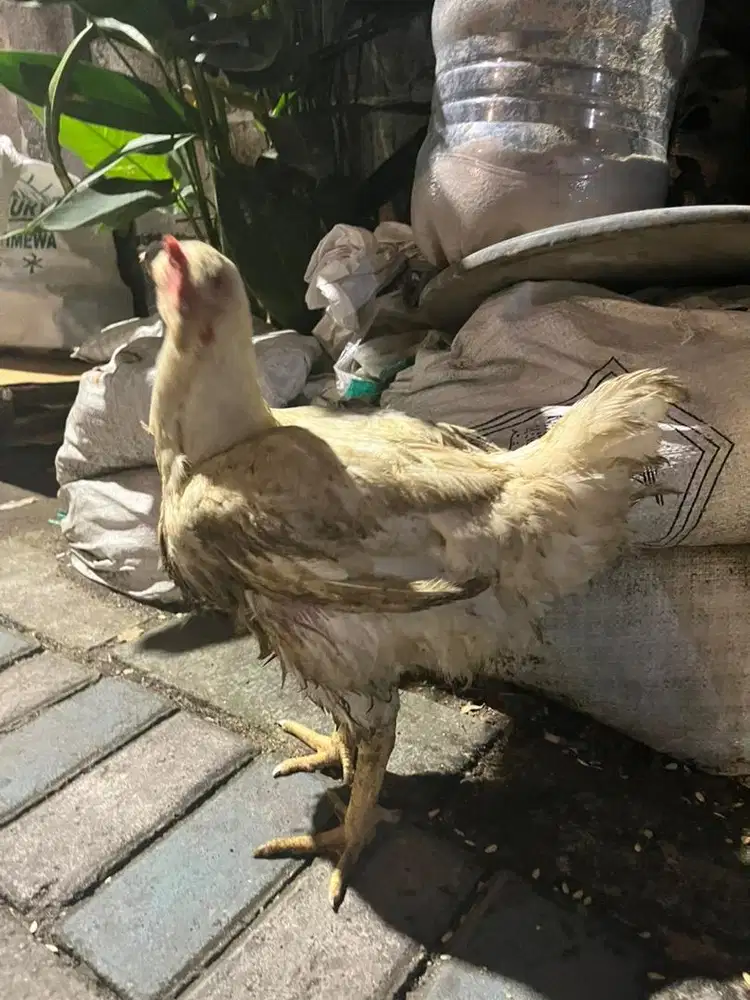 Ayam horen 100k