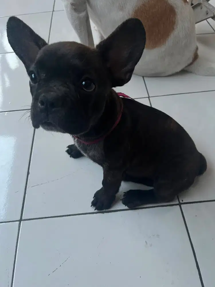 French Bulldog looking for new home