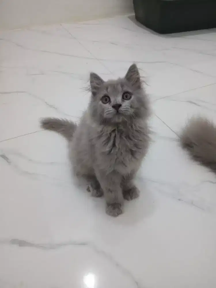 KITTEN PERSIA JANTAN