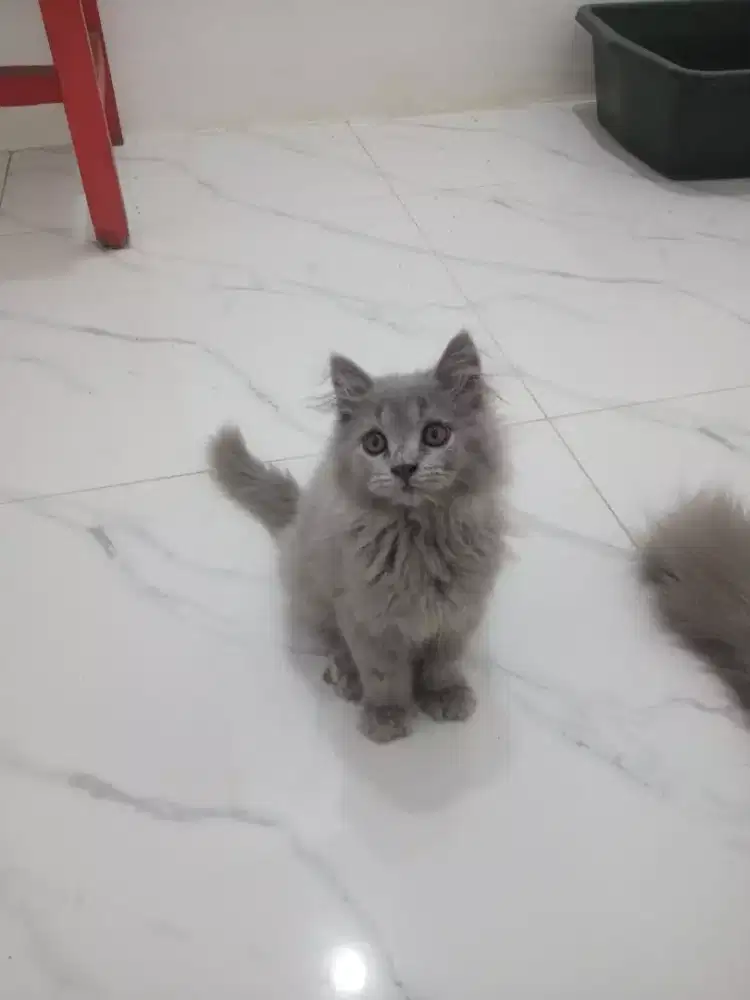 KITTEN PERSIA JANTAN