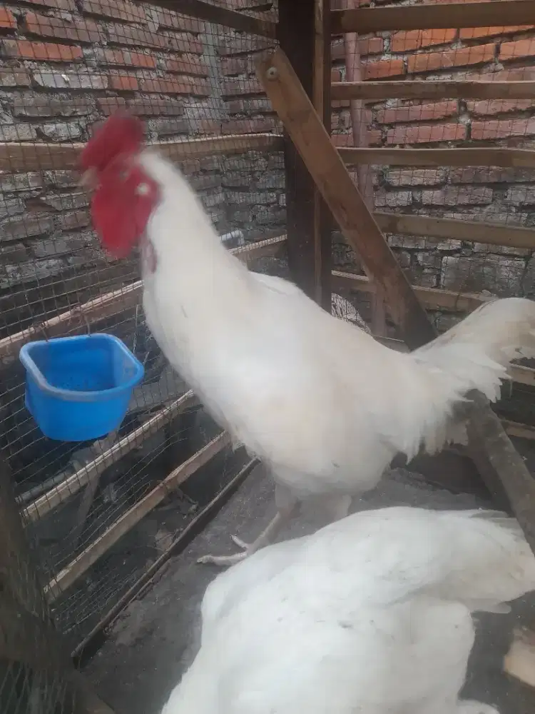 Ayam sanggar putih mulus.