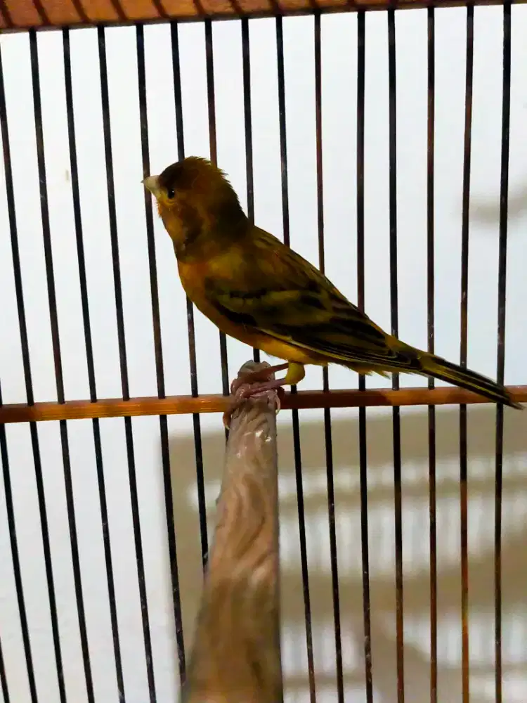 Burung kenari gacor door isian blacktroat