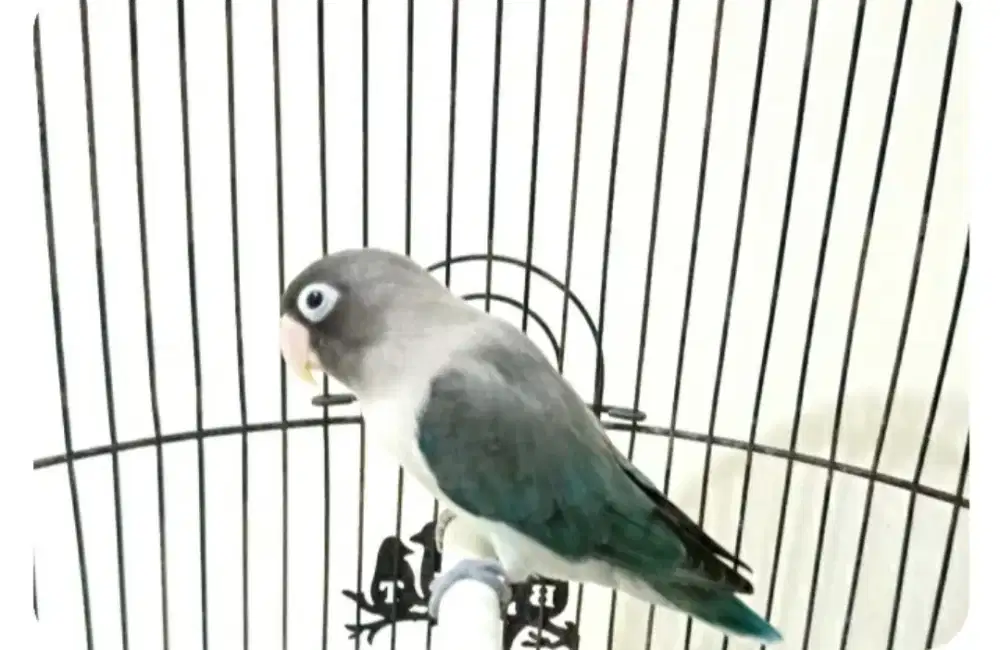 Burung Lovebird