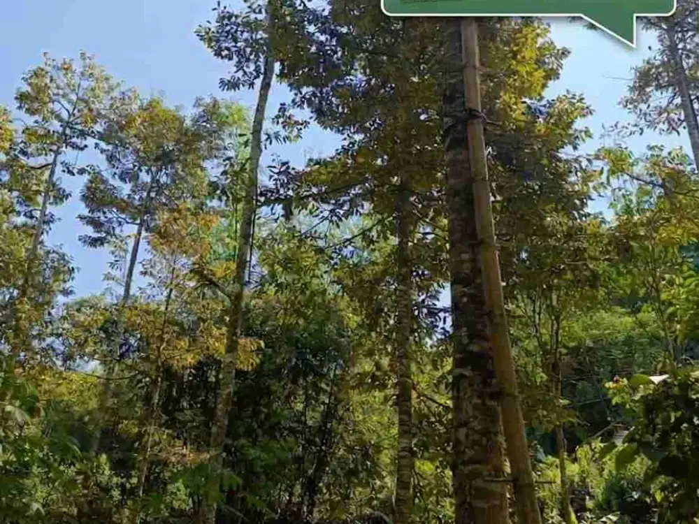 Kebun Durian Alpukat Kopi Tajinan Malang