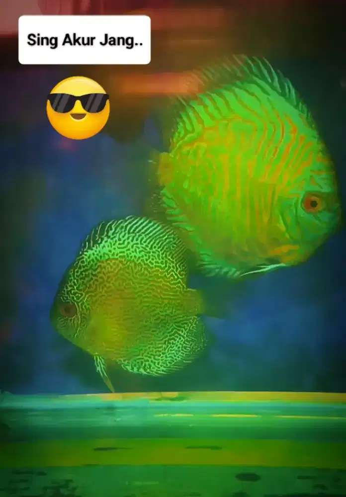 Ikan discus 3 & 4,5