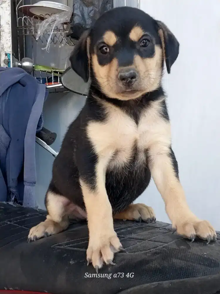 Anakan anjing ras mix