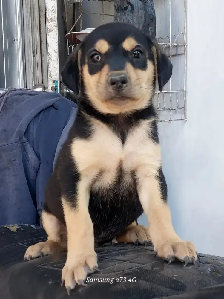 Anakan anjing ras mix