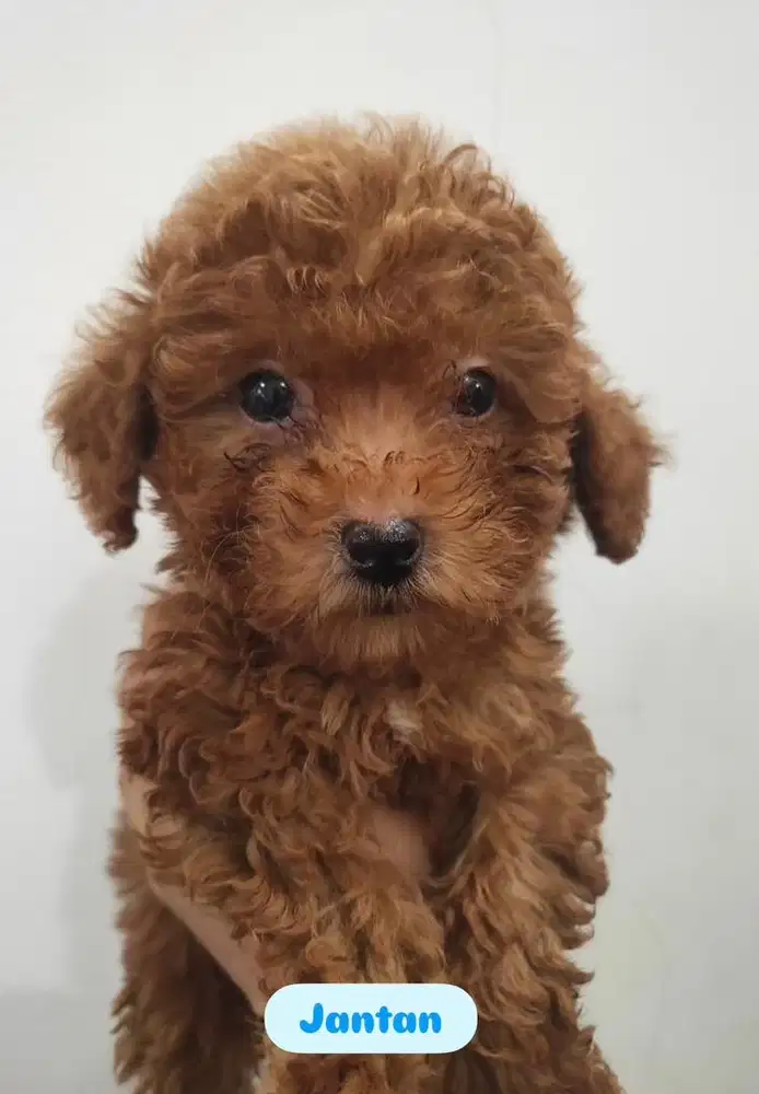 Jual Poodle Jantan & Betina