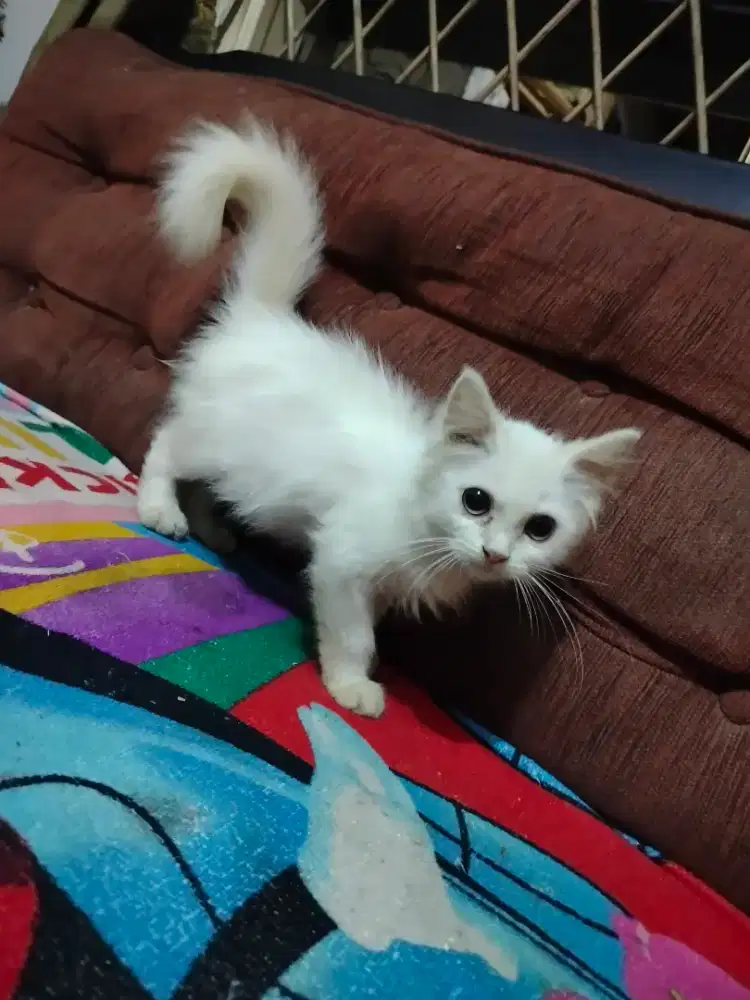 Kucing Persia Jantan