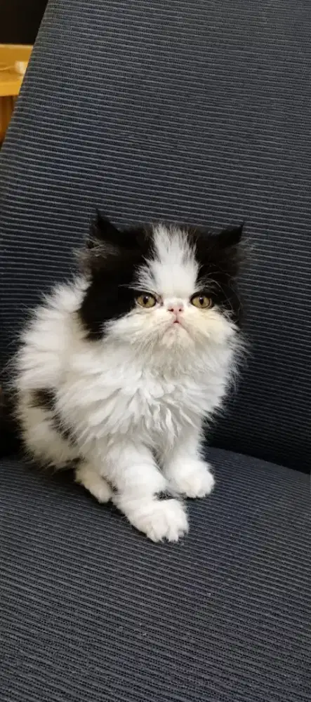 PERSIA PEAKNOSE KITTEN BLACK & WHITE