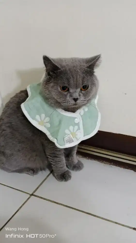 KUCING BRITISH SHORT HAIR GEMOY GEMBUL