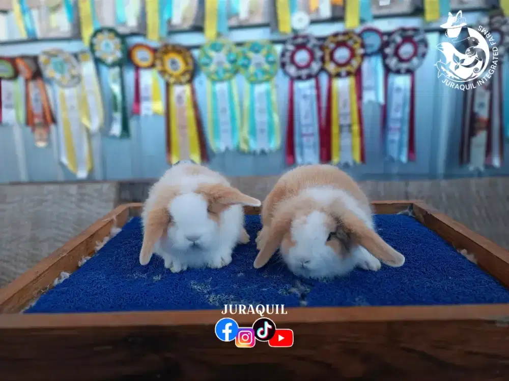 KELINCI / RABBIT / BUNNY