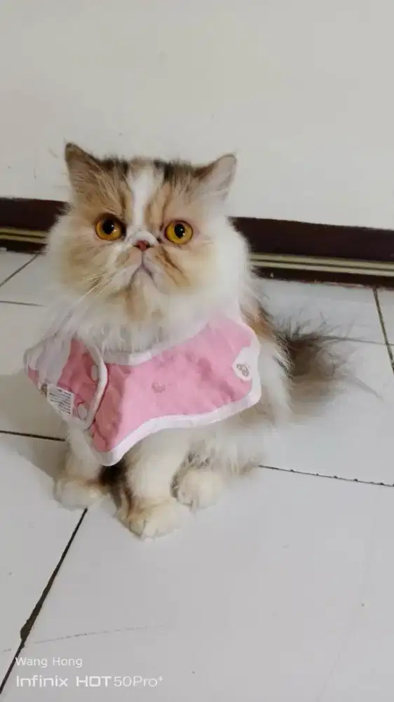 PERSIA PEAKNOSE