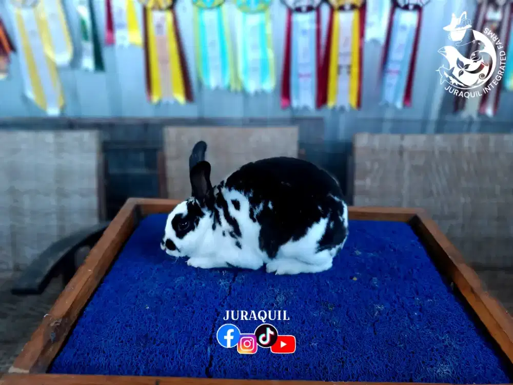 KELINCI / RABBIT / BUNNY