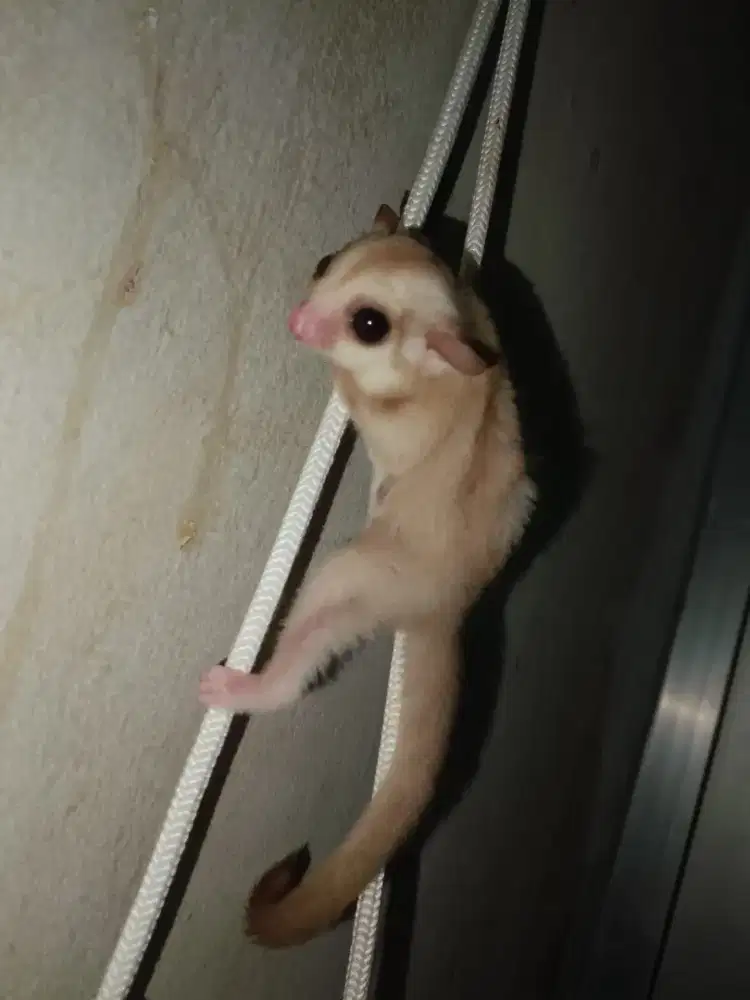 Sugar glider caramel Joey jantan