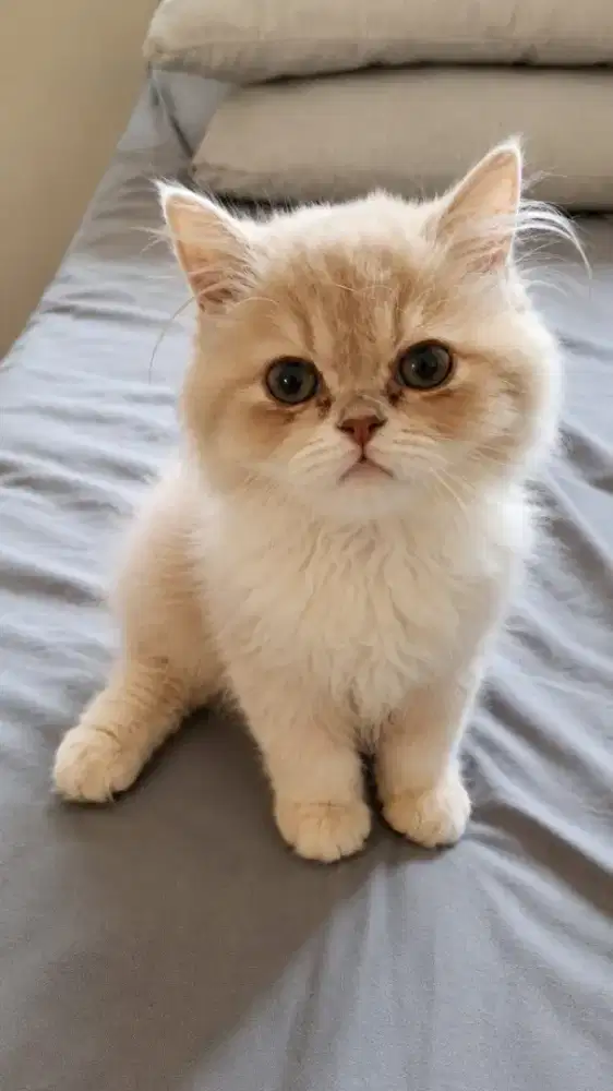 PERSIA PEAKNOSE KITTEN