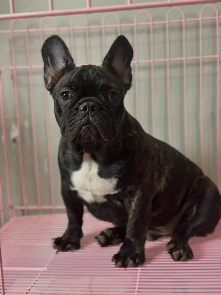 French bulldog jantan
