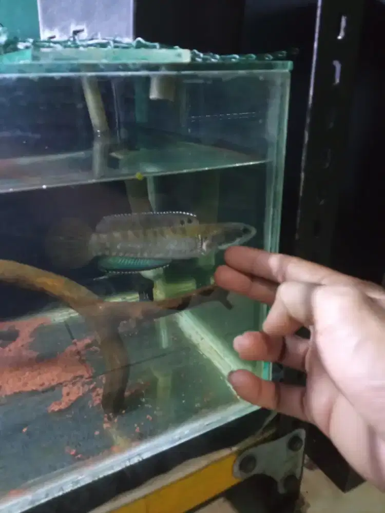 Chana blue pulcra