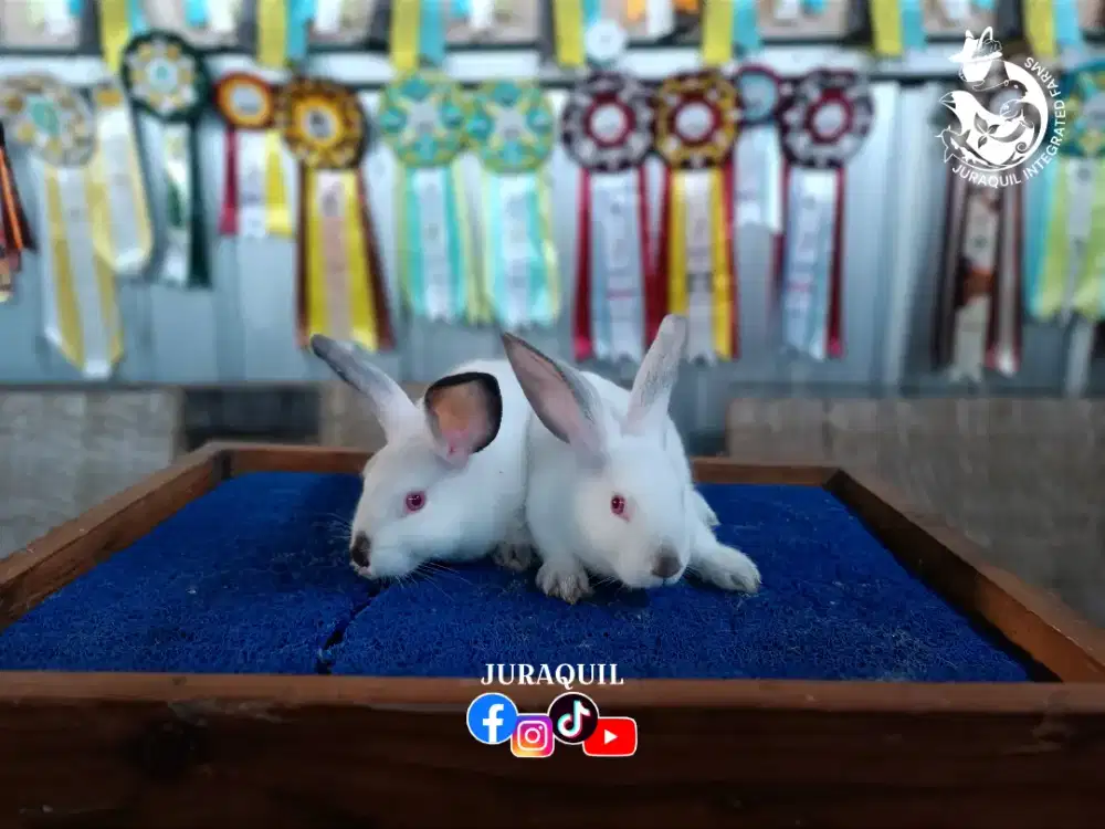 KELINCI / RABBIT / BUNNY