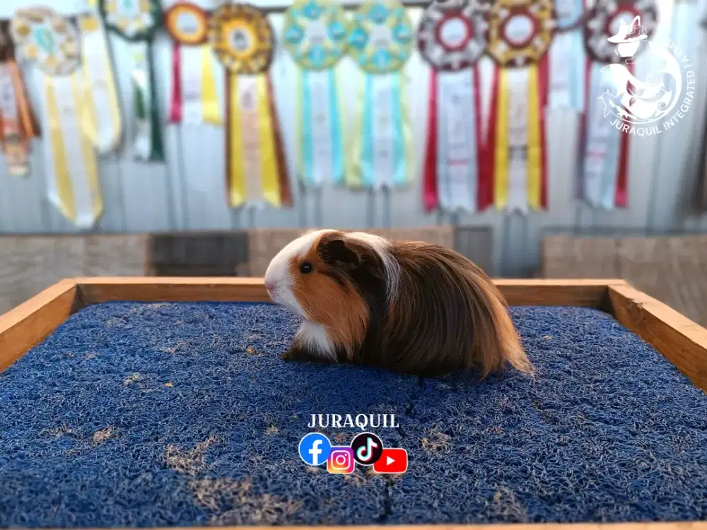 MARMUT / GUINEA PIG / CAVY