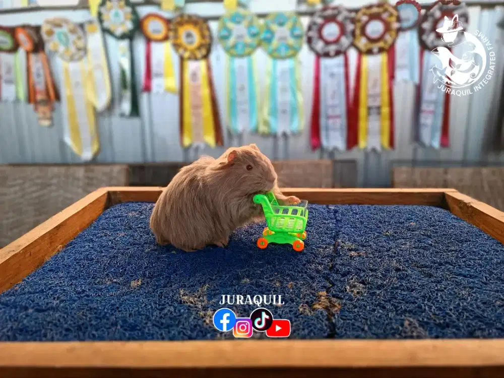 MARMUT / GUINEA PIG / CAVY