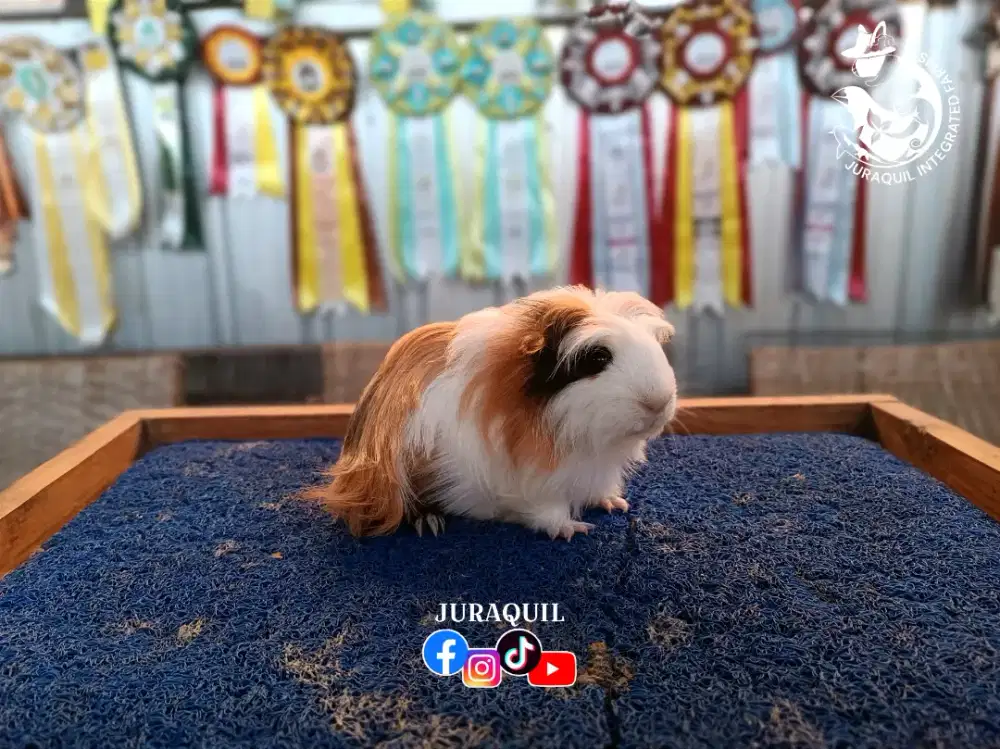 MARMUT / GUINEA PIG / CAVY