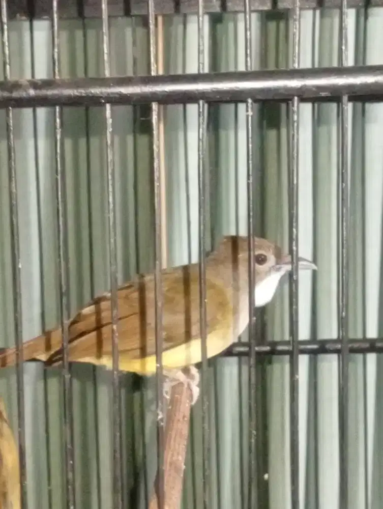 Burung cica jenggot jawa