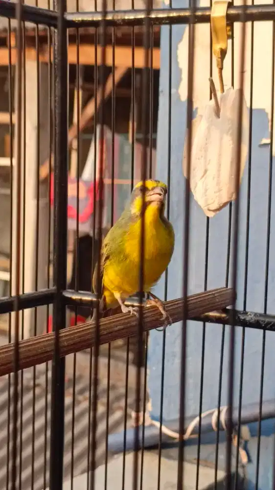 Mozambik harin bunyi rajin