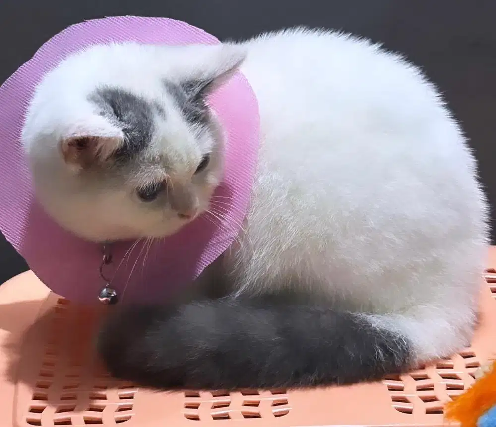 Kucing bsh british shorthair bsh british shirthair
