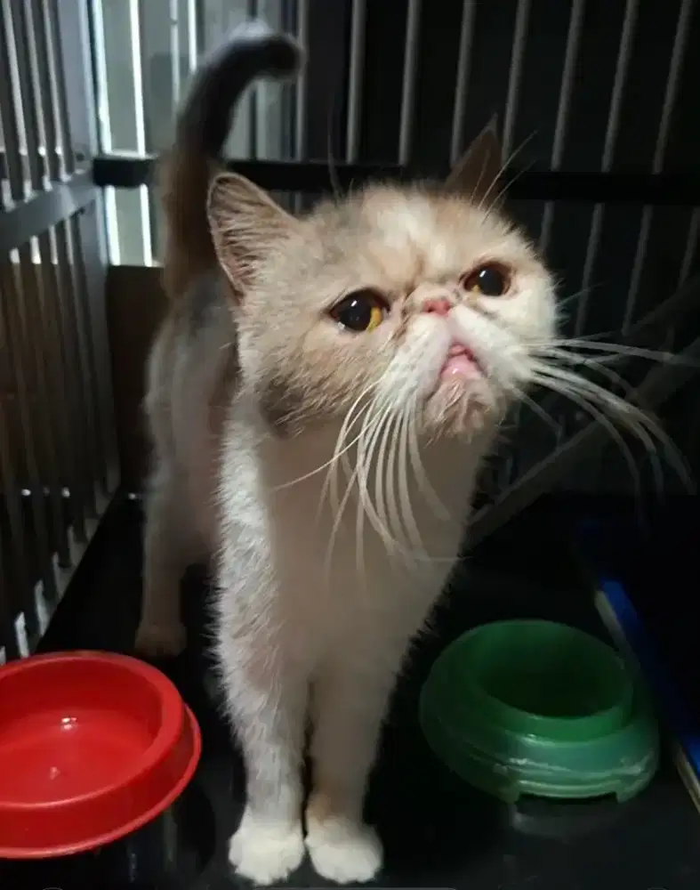 Kucing ras persia peaknose exotic shorthair,maincoone,british,munckhin