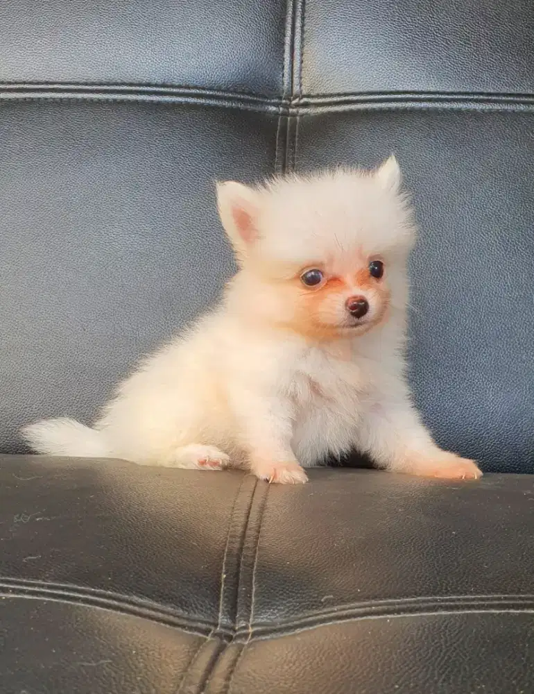 Minipom Puppy 1,5 Bulan