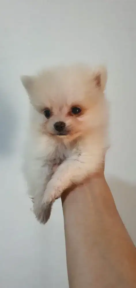 Minipom Puppy 1,5 Bulan