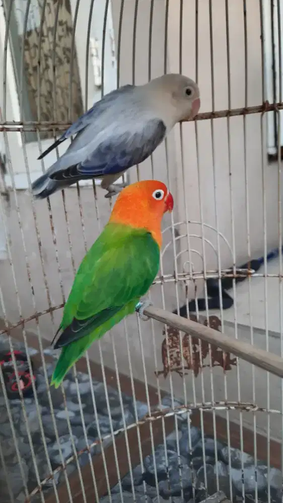 Lovebird seoasang